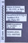 Etiketten zu Craspedostethus buettikeri (Platia & Schimmel, 1997) (NHMW-ZOO-COL-0007090)